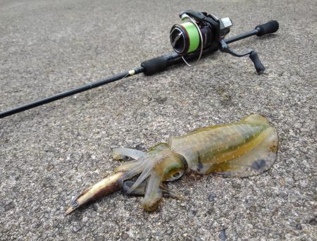 好調！越前デイエギング